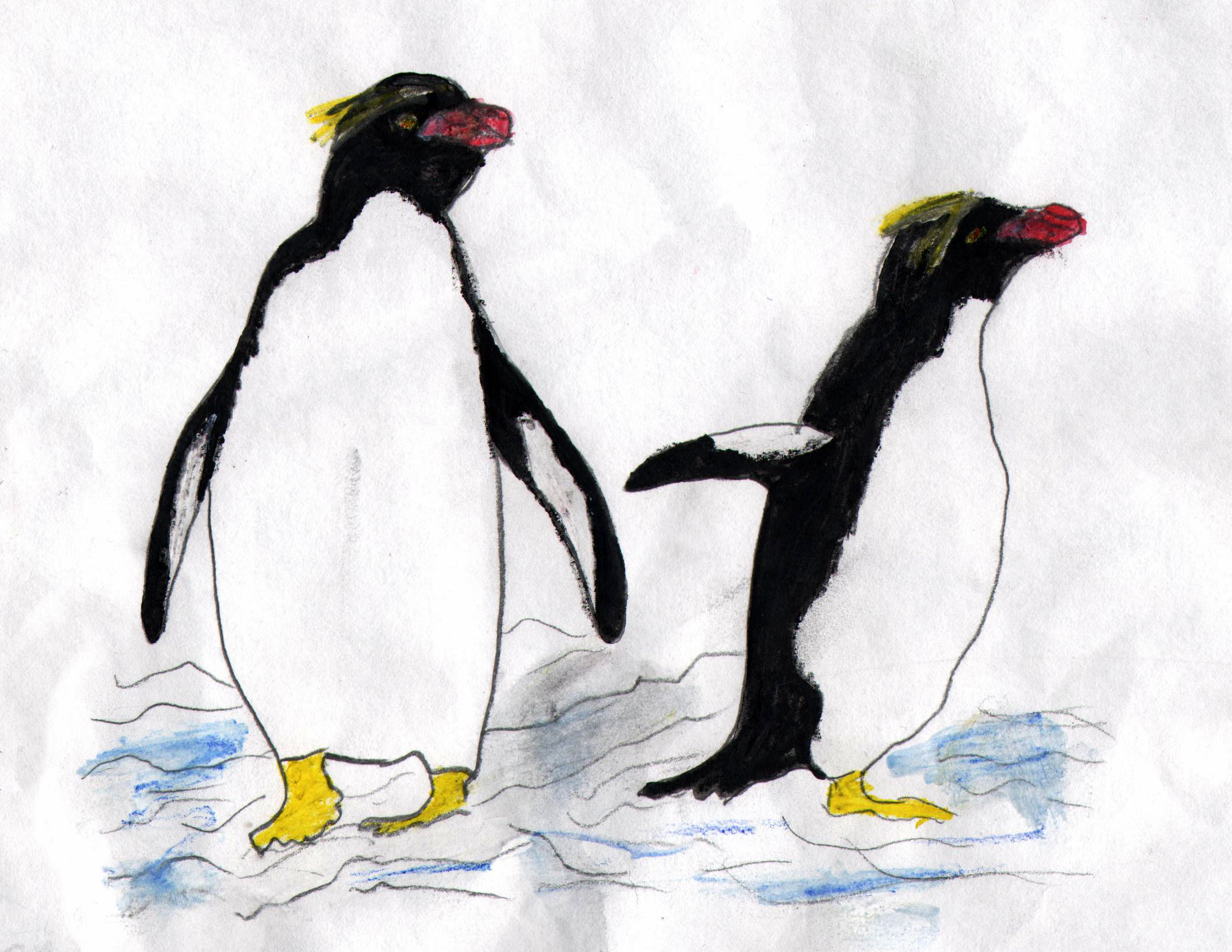 Macaroni Penguins - Kids Care About Climate Change 2021